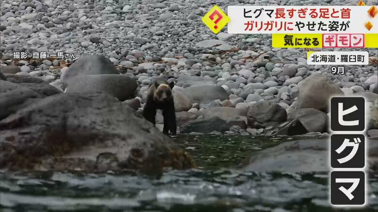 北海道の世界遺産「知床」の羅臼町で目撃されたヒグマ