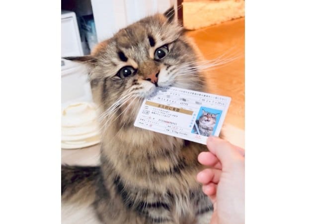 ヤマネコくんは飼い主さんお手製「飼主証明書兼ヘルプカード」も持っている