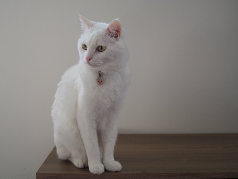 提供：@hakusama0906