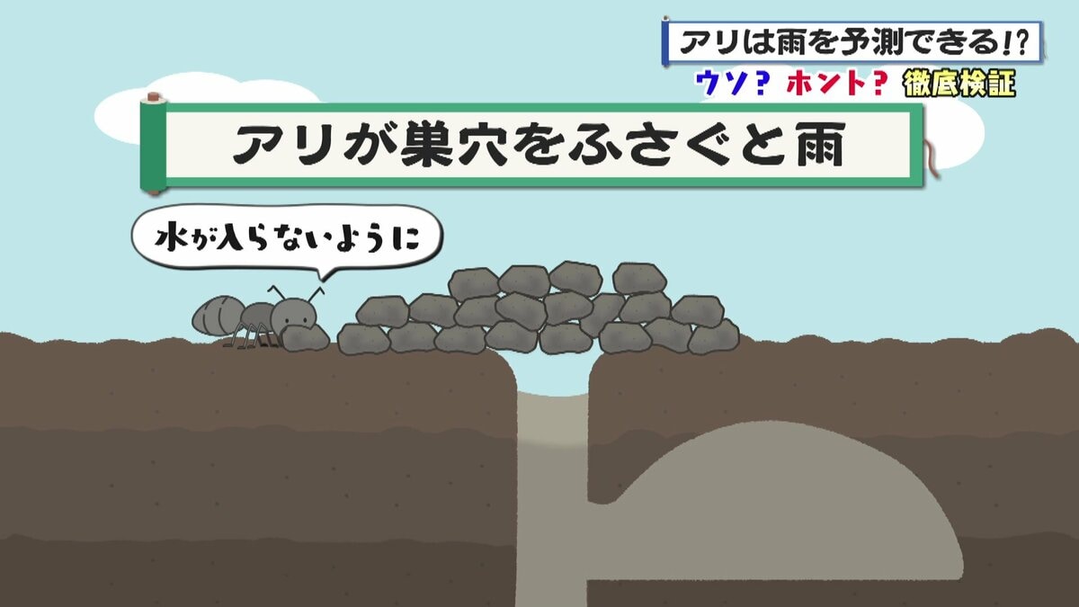 アリに天気を察知する能力あり？ 讃岐地方のことわざ「アリが巣穴を