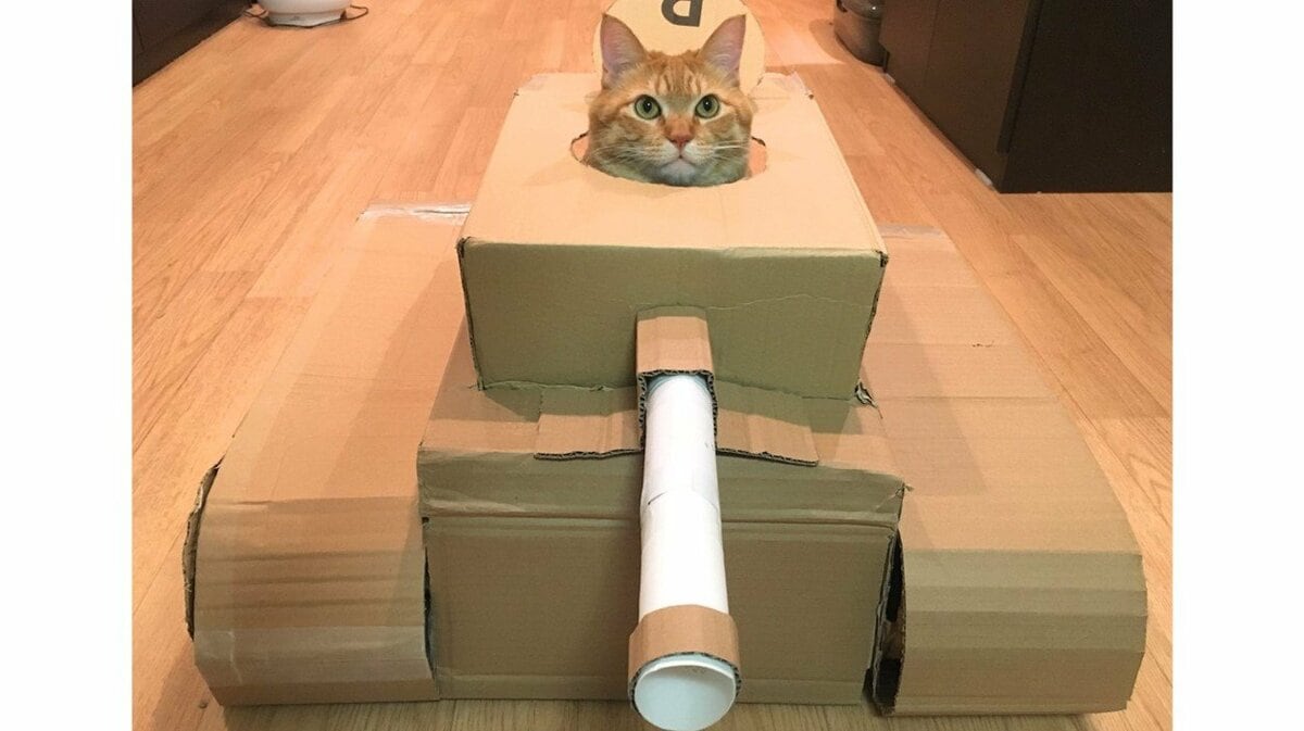 夫が段ボールで作った 猫戦車 が可愛い いい表情だが気に入ってくれたのか聞いた Fnnプライムオンライン
