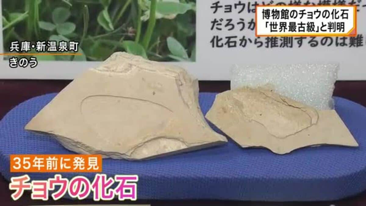 ３５年前に発見されたチョウの化石「世界最古級」と判明 約２５０万年前のポターニンミヤマシロチョウ 発見した男性は「驚きの一言」