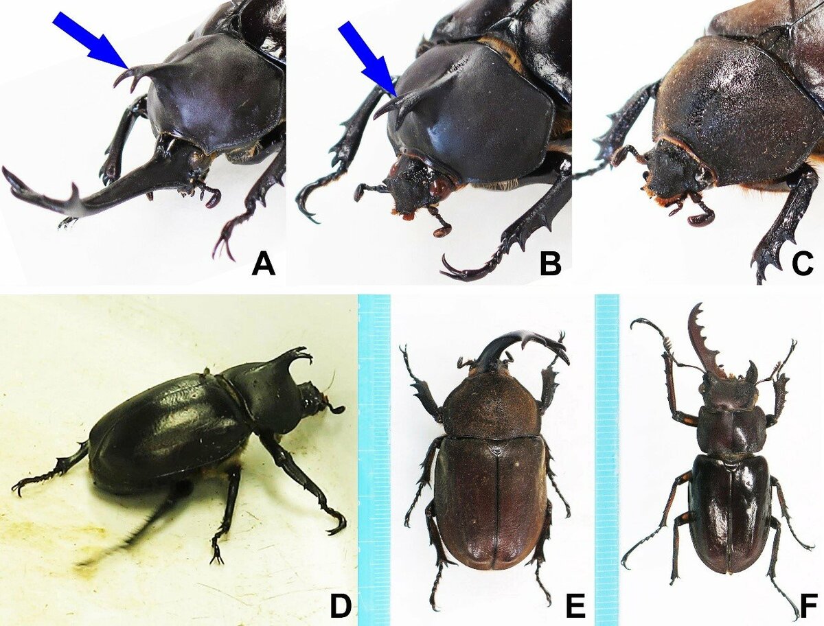 国立科学博物館】「オスでもありメスでもある」カブトムシの内部