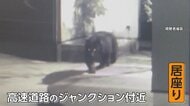 「こんなに大きいのか」緊急銃猟のハンターが見た重さ120キロのクマ　冬眠明けは攻撃的に、注意必要　福島・郡山市
