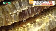 対馬で採蜜体験　あまーいハチミツに思わず「うまっ！」