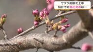 仙台のサクラの開花は３月３１日以降に持ち越し　白石市では去年より５日早く開花発表