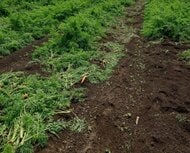 【ヒグマ速報】ニンジン1700本・約300㎏がクマに食べられる＿縦5メートル、横10メートルの範囲で畑を荒らす＿現場には足跡やフンも＜北海道函館市＞