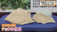 ３５年前に発見されたチョウの化石「世界最古級」と判明　約２５０万年前のポターニンミヤマシロチョウ　発見した男性は「驚きの一言」