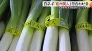 「天ぷらが絶品！」鳥取西部ブランド白ネギ「伯州美人」出荷へ品質に自信　生産者もV字回復（鳥取）