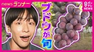 「ことしは1.3倍の大きさに」今が旬の『巨峰』は10年に1度の豊作　関西最大級の農園から秦アナが中継　珍しい“パイナップル味のブドウ”！？　和歌山