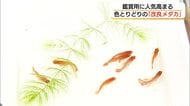 「改良メダカ」の展示即売会　色も形もオリジナル！個性豊かなメダカを愛好家が品定め（鳥取市）