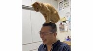 「てっぺん取ったど～」お父さんの頭によじ登った子猫に爆笑…痛そうだけどずっと笑顔？当時の様子を飼い主に聞いた
