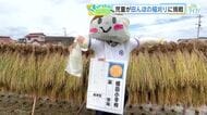 田んぼのかかしもお疲れ様！　小学生が稲刈り　６月に植えたもち米を収穫　広島・東広島市