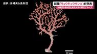新種「リュウキュウサンゴ」発表 沖縄美ら島財団と東京大学の研究グループ ミゾサンゴ属の一種