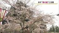 「春の嵐」で“花散らし”に…10日に日本海に発達した低気圧　落雷や竜巻など激しい突風、大雨の恐れ