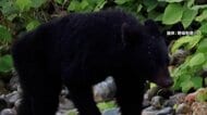 神戸市でクマを初確認　近くにゴルフ場　京都･天橋立では再び目撃情報…青森・岐阜・富山でも