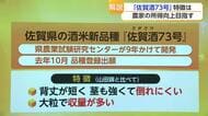 「農家の所得向上につながる酒米であってほしい」佐賀が9年かけて開発した新品種「佐賀酒73号」【佐賀】