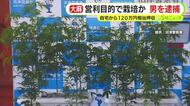 大麻草を営利目的で栽培か…43歳の男を再逮捕　マンションのベランダや押し入れの中で育て120万円相当を押収