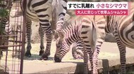 休園中の動物園 すくすく育つシマウマの赤ちゃん 静岡・東伊豆町