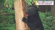 相次ぐクマ被害 過去5年間で最多 原因や対策は? 専門家に緊急取材【岩手県】