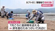 安全な産卵を カブトガニ繁殖地で清掃活動【伊万里市】