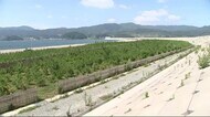 高田松原 11年ぶりに海開きへ 待望の海水浴場復活<岩手県>