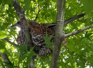 これ何という鳥？自宅の庭の木で突然始まった子育て　ヒナが巣立ちを見届けると実は…【2025ピックアップ】