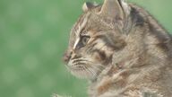 絶滅危惧種「ツシマヤマネコ」の赤ちゃん　“通常しない”一般公開には深いワケが…名古屋・東山動植物園で期間限定公開