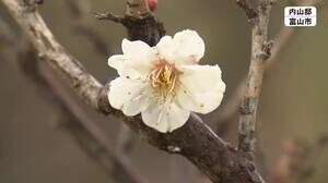 冬至の県内 冬型の気圧配置で所により「にわか雪」も…「冬至梅」という早咲きの梅咲く 富山市