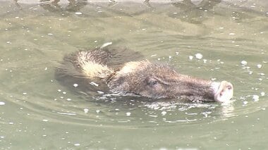 イノシシが各地で出没 被害も深刻