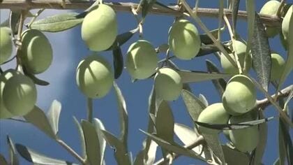 香川県オリジナルオリーブ２品種の愛称は「せとみどり」「オルビーナ」に…小豆島の農園で収穫作業【香川】