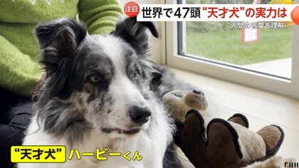 “人間の言葉を理解”する天才犬・ハービーくん　覚えたおもちゃの名前は220種超！コミュニケーションのコツは「根気強さ」「一貫性」