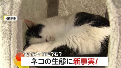 ネコの生態に新事実　眠る時に“左巻き” “右巻き”どちらが多い？…国際研究チームが調査結果発表