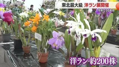東北最大級の洋ラン展示会　道の駅やまがた蔵王で開催・25日まで　山形市