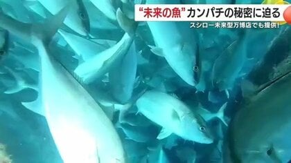 大阪・関西万博で「あしたのサカナ」として注目  鹿児島・南大隅町の完全養殖カンパチ  未来を見据えた持続可能な漁業へ 