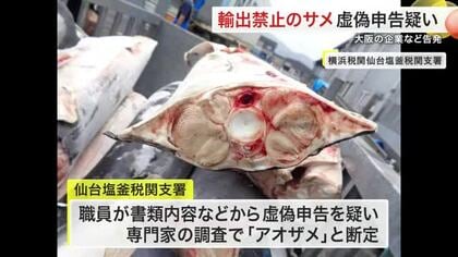 「アオザメ」を「モウカザメ」と 輸出禁止のサメ虚偽申告疑い　大阪の企業などを告発〈宮城〉