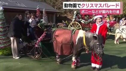 ミニチュアホースやポニーがクリスマスパレード　記念撮影会も