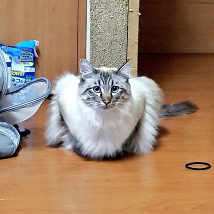 腕立て伏せしてる!? 筋トレ中みたいな“マッチョ猫”が話題…どんな体勢だったのか図解してみた