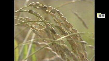 米高騰で日本酒も値上がり？酒米の栽培2割減 原料価格は25％上昇か…主食用に切り替える農家増え酒米生産がピンチ