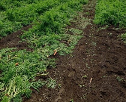 【ヒグマ速報】ニンジン1700本・約300㎏がクマに食べられる＿縦5メートル、横10メートルの範囲で畑を荒らす＿現場には足跡やフンも＜北海道函館市＞