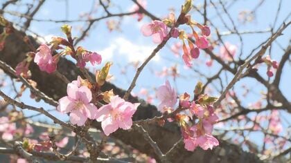 河津桜が開花　2008年以降で最も早く　長野・飯田市南信濃