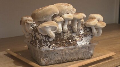 自宅で育てる「しいたけ栽培キット」　物価高でさらに注目…売上が去年の倍以上に【岐阜発】