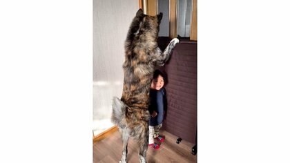 「壁ドンならぬ犬ドン」秋田犬の“トンネル”が楽しそう！よくやるポーズなのか聞いてみた