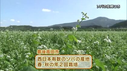 ソバの花みごろ　西日本有数の産地・豊後高田市で春と秋に栽培　11月初めごろに収穫　大分