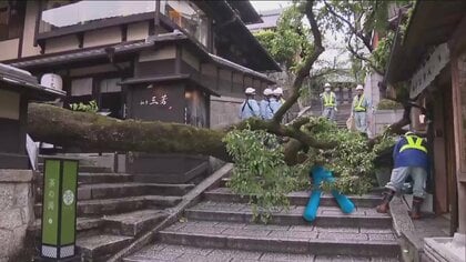 「ドーンと音が出た」桜の木が突然倒れる　“世界遺産”清水寺の近く　下敷きになった男性教師（62）重傷