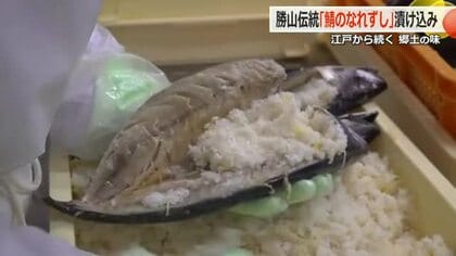 冬の伝統保存食「鯖のなれずし」漬け込み始まる　勝山市北谷に江戸時代から伝わる郷土料理　11月19日から樽上げ　福井　