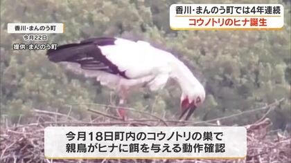 まんのう町でコウノトリのヒナが４年連続で誕生　無事に巣立ちを迎えるよう成長を見守って…【香川】