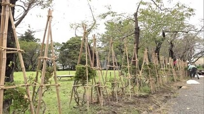 本格的な冬を迎える準備始まる  “日本三大夜桜”の高田城址公園で冬囲い作業　雪の重みから樹木を守る「雪景色も風情があるのでぜひ楽しんで」　新潟・上越