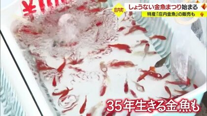 獺祭 純米大吟醸 1.8L 今シーズン最後 庄内金魚 振袖金魚 6匹－3－80