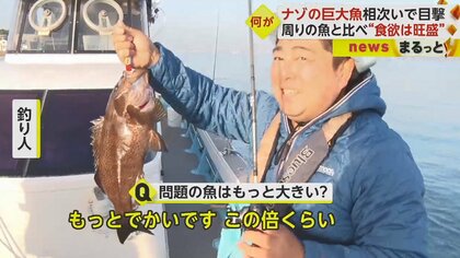 謎の巨大魚」鹿児島湾に現る 体長約1mの白いまだら模様で食欲旺盛